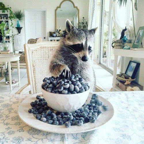 hitmewithcute:This raccoon eating blueberries.