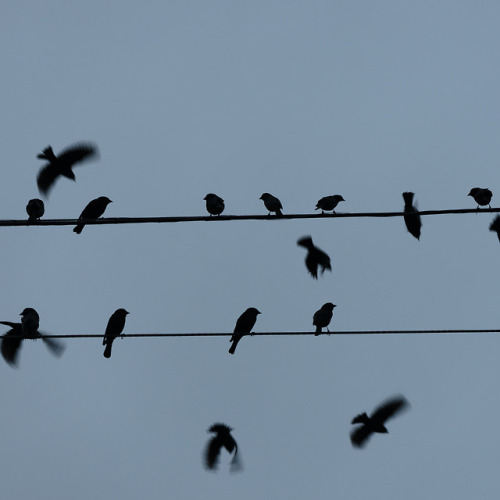 bird on a wire