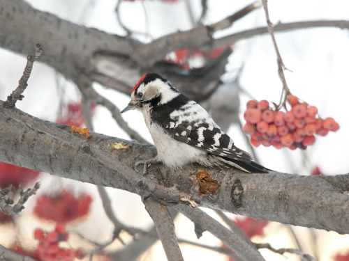 Lesser Spotted Woodpecker (Dryobates minor) &gt;&gt;by Sergey Yeliseev