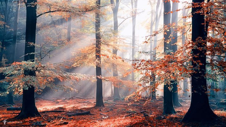 noctaeris:  Lars van de Goor
