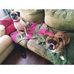 handsomedogs:   pug, beagle, boxer, and