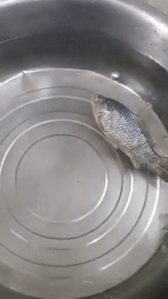 queen-laserbeam:  sixpenceee:   This viral video, shared on the Fishing and Boat Ramp fails Facebook page, has been viewed thousands of times since it was uploaded yesterday. It shows a fish that’s been frozen stiff, then placed into a tub of water
