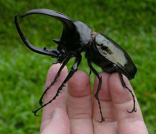 Dynastinae or rhinoceros beetles are a subfamily of the scarab beetle family (Scarabaeidae). Other c