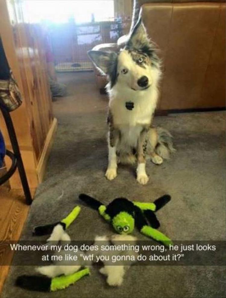 pr1nceshawn:  Life with pets. 