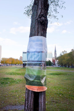 archatlas:  Invisibles Urban trees are often overlooked, they help everyday to clean up our environment. In response to their dedication, we end up using them as bike racks or for trash. Invisibles seeks to give a voice to urban trees, to express not