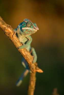 llbwwb:  (via 500px / Panther chameleon by