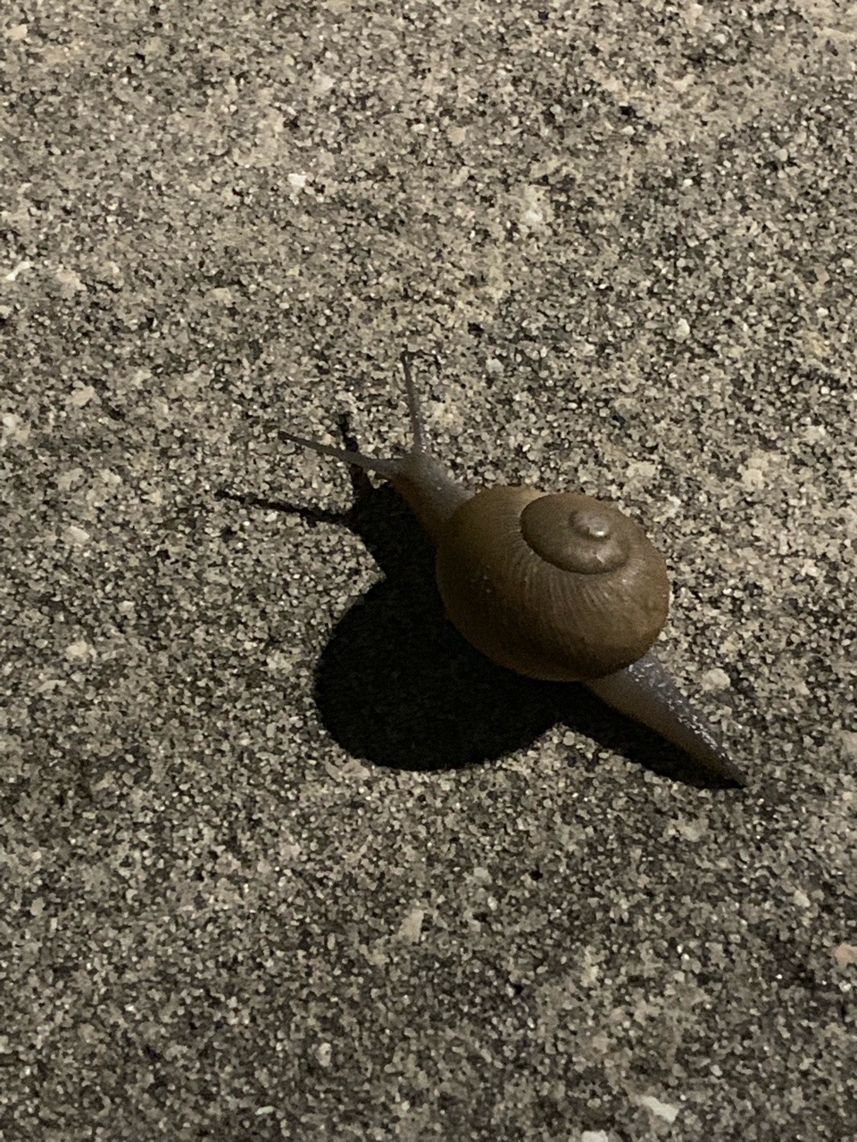 @robeatics: omg i found a little snail on the sidewalk right after rain too just yesterday! litte friend____Aww, gosh, look at this adorable little fella!