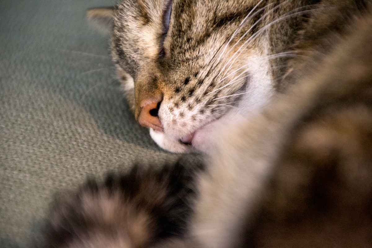 herm-a-lerm:  Bleeep~ 