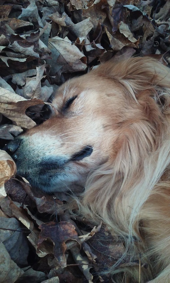 Butters is pretty cute. But no one can beat Lucky, napping in the leaves. Careful, Barton. Those sound like fighting words. 