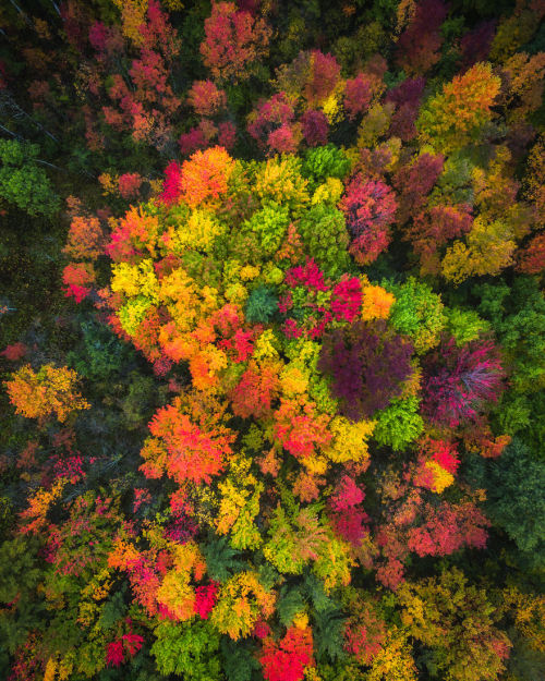 wordsnquotes:  Photographer Michael Matti and his roommate Drove Through Every State in the Northeast US to Photograph the Beauty of Autumn Keep reading  a u t u m n 