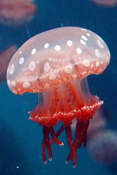 earthdaily:  Jelly Fishing by Rconner