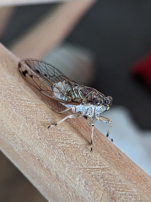 rattyexplores:  Christmas party CicadasMost of these are the Two-toned Bunyip, except for the final image (the pastel specimen) which is unidentified.    Tamasa burgessi    25/12/22