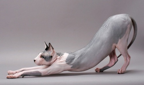 pearlwiki:this is the long nakey of good fortune. reblog in 10 seconds and 10 hairless cats will sho