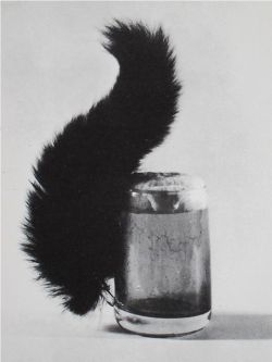 taxidermy-in-art: Meret Oppenheim, Squirrel,