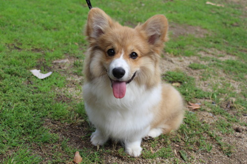 twosillycorgis:This is Teddy Bear. It started raining on my face when I saw him. He helps his mommy train people on how 