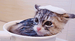 colonelgathers:  justjasper: cat doesn’t want to get out of nice warm bath [x]  The towel on the head is what kills me forever, too precious. 