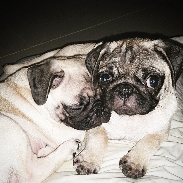 ilovepugs4ever:  Follow Dog Quotes.