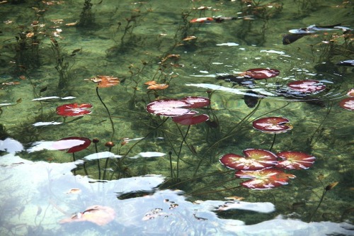 Yuunasara aka Sarayuna (Japanese, Japan) - 名もなき池 (Nameless Pond) aka Monet’s Pond located in Itadori