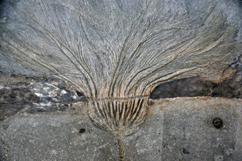 Sea lillyThis beautiful, nearly intact fossil specimen is a crinoid called Seirocrinus subangularis.