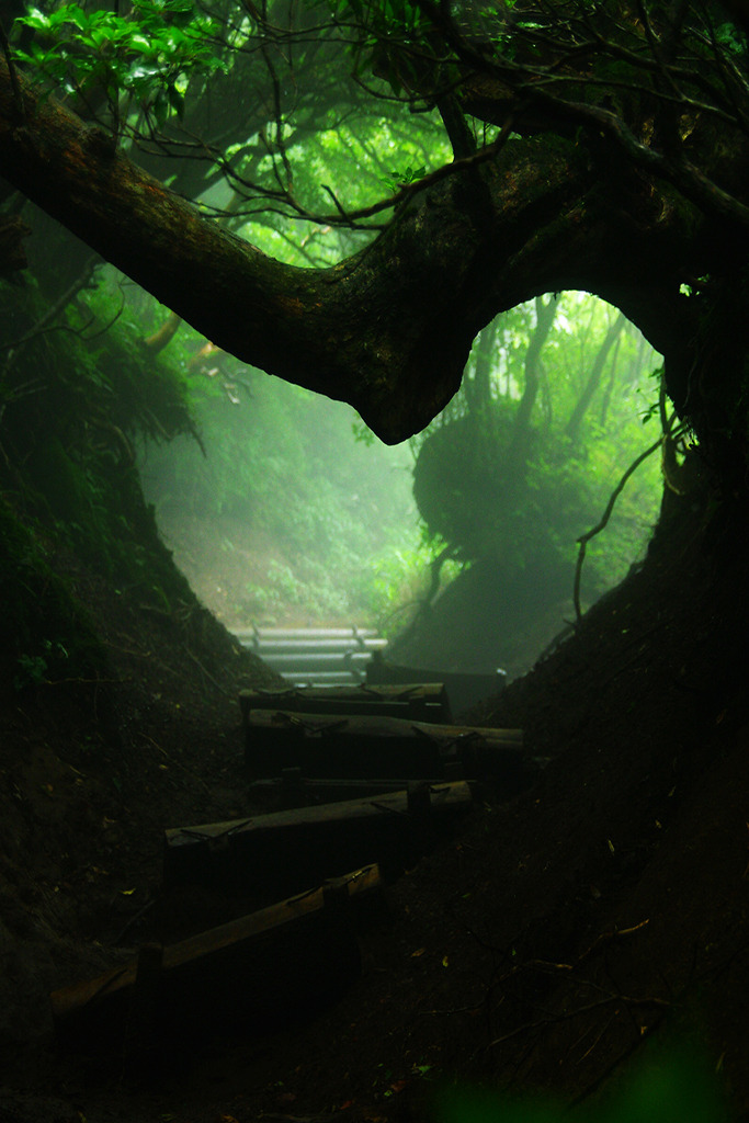 laekoa:  ☮nature, vintage, hippie blog☮ following back similar