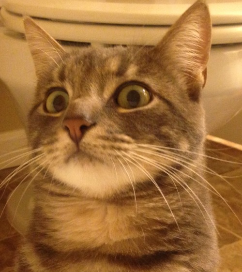 hopeless37:  69-is-a-mouthful:  hopeless37:  Idc if I post too many pics of my cat. Look at his reaction to me taking a Bath. Idk if he’s scared of the water or terrified that I’m naked :P  He looks like you just confessed that you have another cat