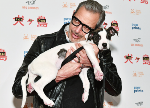 high-fructose-lesbianism:Jeff Goldblum cuddles a puppy at the Isle of Dogs premiere, March 20, 2018 