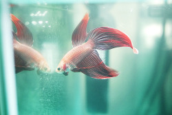 oix:  siamese fighting fish by Lina Kuzmanowsky on Flickr. 