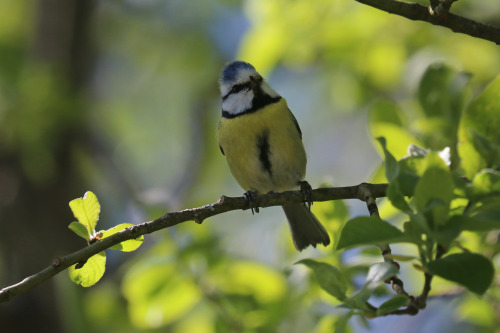 Busy birds with families to provide for. European pied flycatcher/svartvit flugsnappare, Eurasian nu