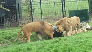 sizvideos:  Lion gets stuck with its head in a feeding-barrel [video]
