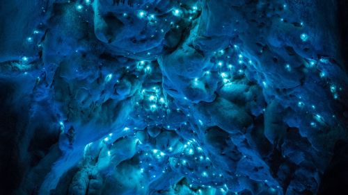 Porn Pics wearewakanda:  Bioluminescent glow worms