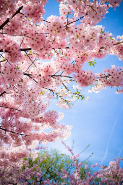 plasmatics-life:  Cherry Blossom | (by Googoh)