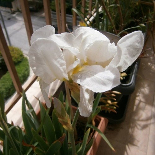 Iris#iris #bulbs #blooming #bloom #blooms #flower #flowers #gardening #gardens #spring #plantslove