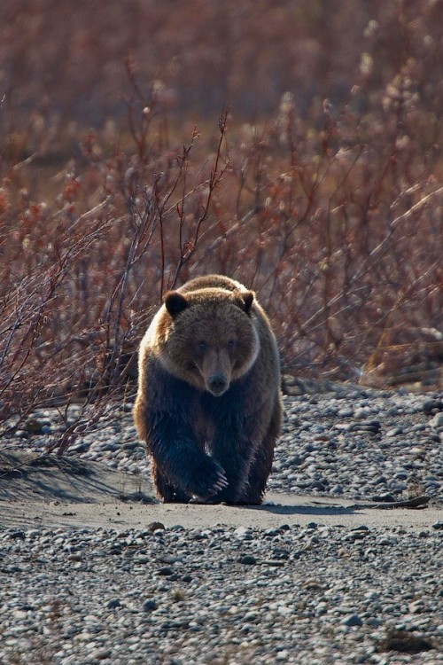 llbwwb:  Denali Grizzly by Buck Shreck 