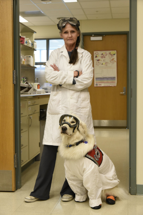 tanoraqui:toospoopyformyshirt:obeekris:doggos-with-jobs:Sampson is a service dog for a researcher wh