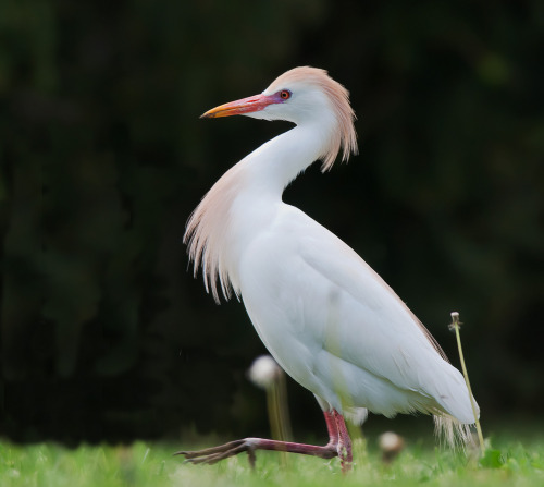 Cattle Egret (Bubulcus ibis) >>by Cristopher Rowe