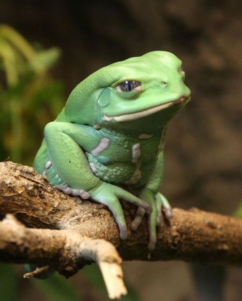 amnhnyc:What amphibian secretes its own “sunblock” and walks instead of hops? Found in South America