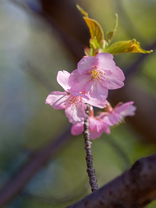 カワヅザクラ2021/2/25撮影E-M1 Mk2,135mm,F4.0,ISO200,1/400sec