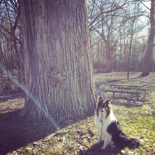 Hey everyone! Check out this tree! It makes me look like a Chihuahua!! It&rsquo;s estimated to b