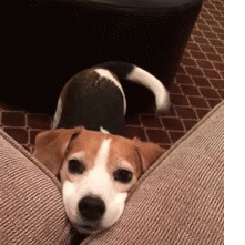 stick-out-like-a-sore-thumb:  gifss-heaveen:  Shut up and check this gif !  My dog does this