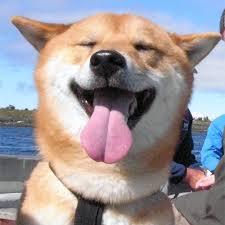 gloomydoomy:  shiba inus are fucking rad. i mean, look at how derpy they are. even