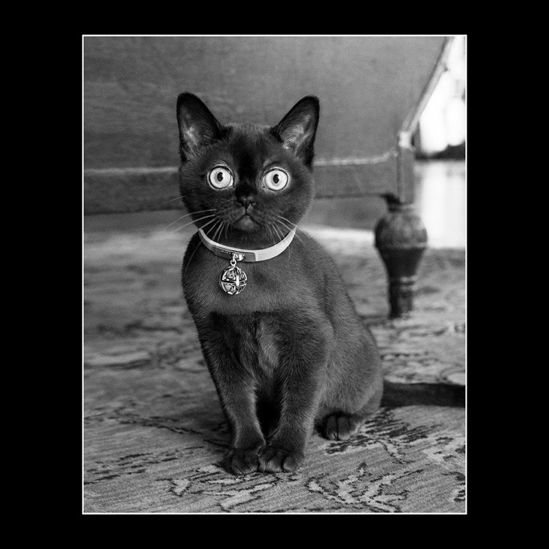 artfulfashion: Cat wearing a custom collar from the Givenchy Fall-Winter 2017 campaign