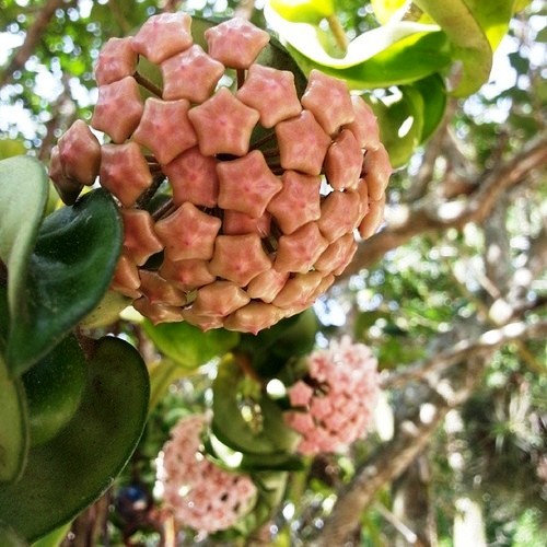 pomp-adourable:The lovely Hoya Vine I have growing in my back yard <3 there’s always at least one cluster of buds at some different stage in the blooming process