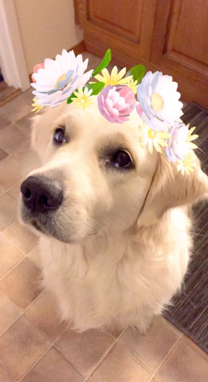 astronaute: bluescrgnt: so i tried the flower filter on my dog please tell her i love her
