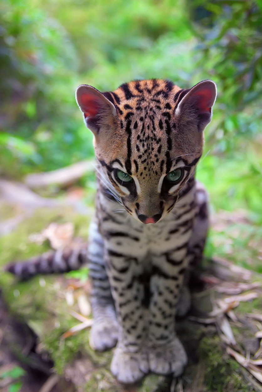 awwww-cute:Cutest aww I’ve seen in a while. (Source: http://ift.tt/2abKoqt)Woah
