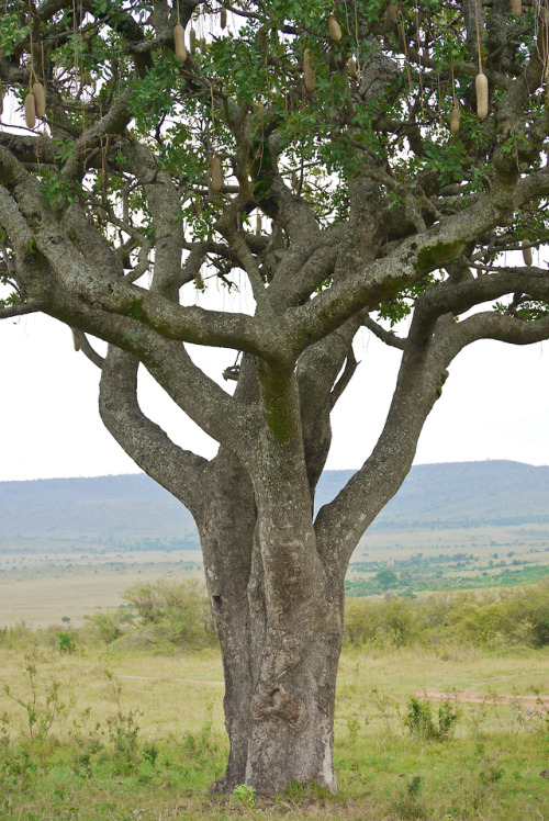 SAUSAGE TREE(Kigelia africana)Willaert, R. 2010. “Masai Mara - safari” Masai Mara National Reserve, 