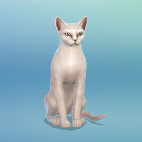Oikos Eláïom / Sim household I really like cat-ladies. I&rsquo;m not that found of cats actually, I