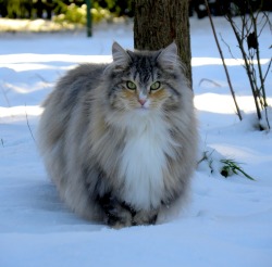 mostlycatsmostly:  Fortuna (via christiane neitzel) 