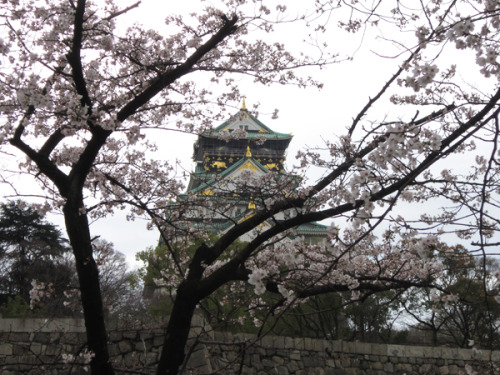 Cherry Blossoms at Osaka Castle