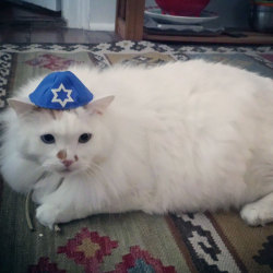 tami-taylors-hair:yehudah:compilationHappy Hanukkah to all my Jewish human friends