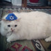 tami-taylors-hair:yehudah:compilationHappy Hanukkah to all my Jewish human friends and Happy Hannukkat to their cats!